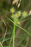 Manyflower flatsedge